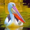 Pelican paint by numbers