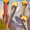 Pelicans Birds paint by numbers