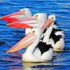 Pelicans In The Water paint by numbers