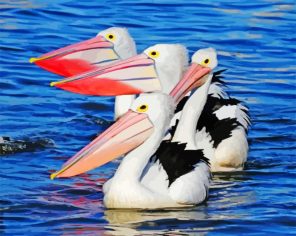 Pelicans In The Water paint by numbers