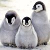 Penguin Family Black And White Portrait paint by numbers