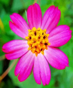 Pink Cosmos Caudatus Flower paint by numbers