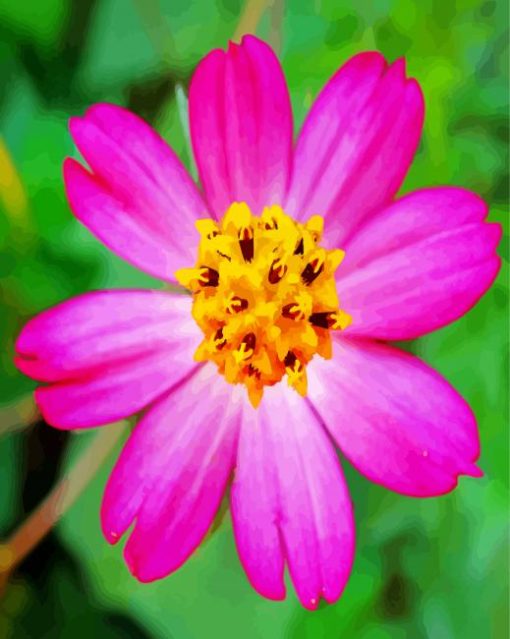 Pink Cosmos Caudatus Flower paint by numbers
