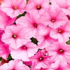 Aesthetic Pink Petunias Flowers paint by numbers