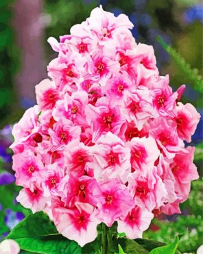 Aesthetic Pink Phlox Flowers paint by numbers