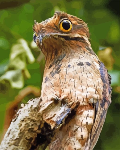 Potoo Bird Animal paint by numbers