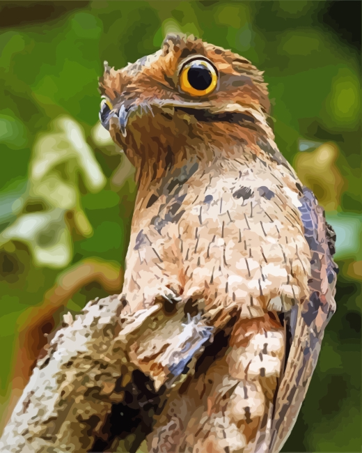 Potoo Bird Animal paint by numbers