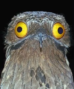Potoo Bird paint by numbers