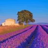 Provence Lavender France paint by numbers