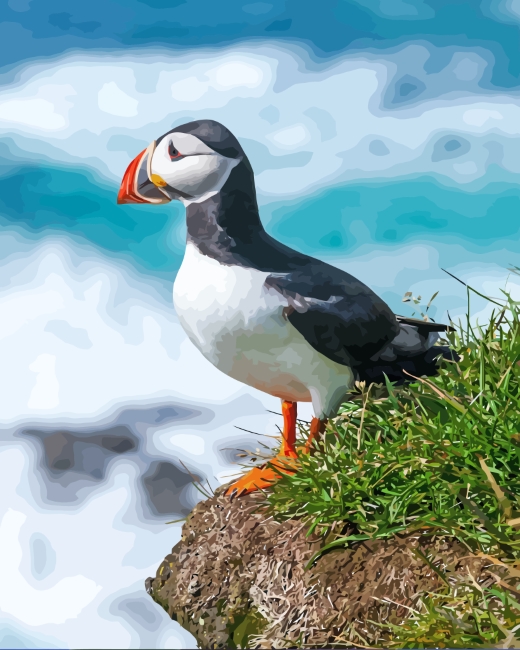 Puffin Fratercula Bird paint by numbers