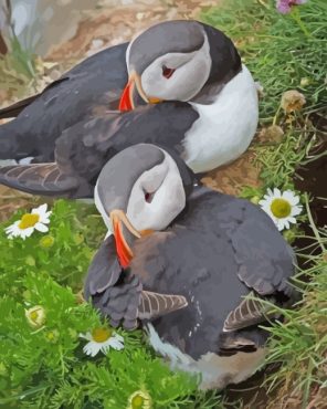 Puffins Bird paint by numbers