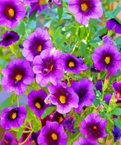 Wonderful Purple Petunias paint by numbers