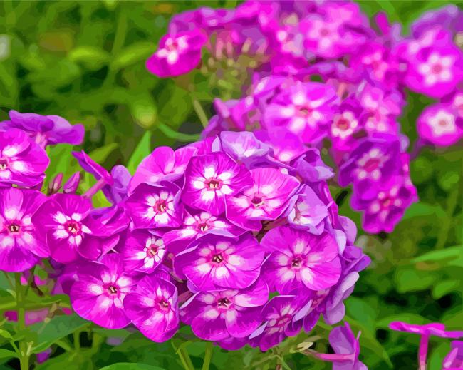 Purple Phlox Flowers paint by numbers