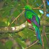 Quetzal Animal paint by numbers
