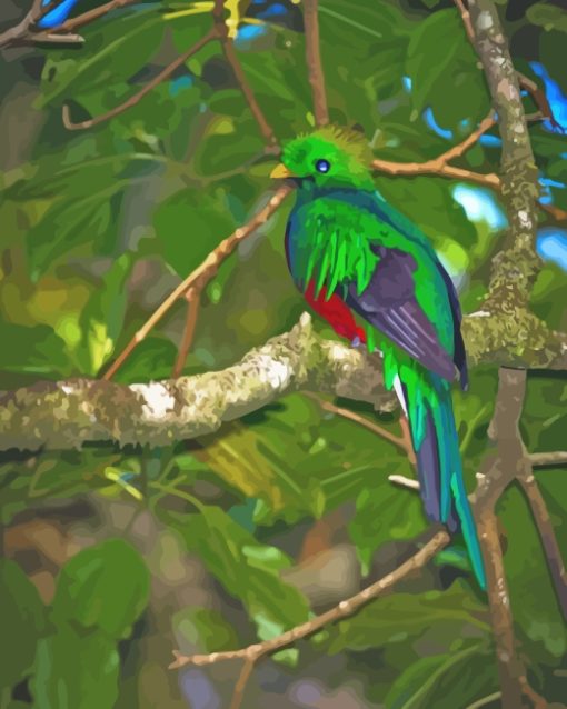Quetzal Animal paint by numbers
