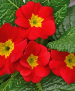 Red Primroses Flowers paint by numbers