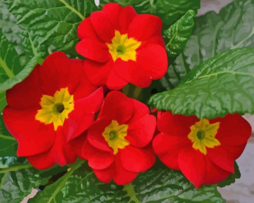 Red Primroses Flowers paint by numbers