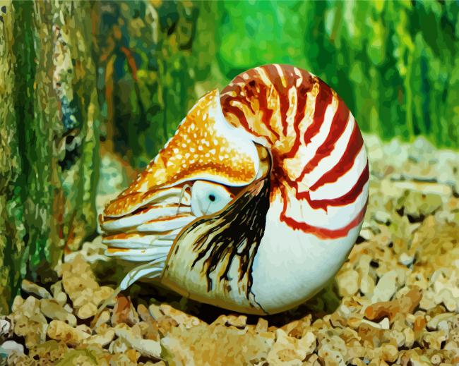 Sea Nautilus Animal paint by numbers