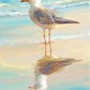 Seagull Bird paint by number