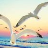 Seagulls At Sunset paint by numbers