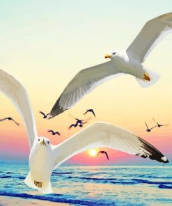 Seagulls At Sunset paint by numbers