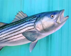 Striped Bass Painting paint by numbers