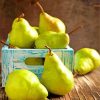 Vintage Pears paint by numbers