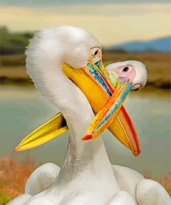 Two White Pelicans paint by numbers