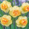 Yellow Daffodil Flowers paint by numbers