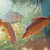 Carp Fishes Underwater paint by numbers