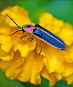 Firefly On Flower paint by numbers