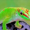 Gecko Reptile paint by numbers