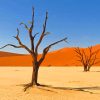 Kalahari Desert paint by numbers