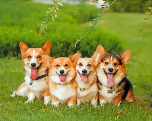 Little Corgi Puppies paint by numbers