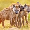 Wild Hyenas paint by numbers