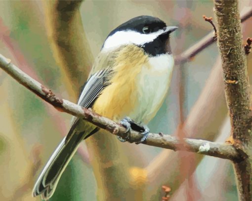 Black Crapped Chickadee paint by numbers