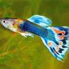 Blue Guppy Fish paint by numbers