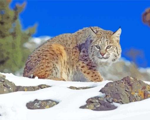 Bobcat In Snow paint by numbers