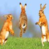 Jumping Hares paint by numbers