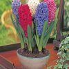Mixed Hyacinth Bulbs paint by numbers