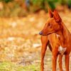 Podenco Dog Animal Paint By Numbers