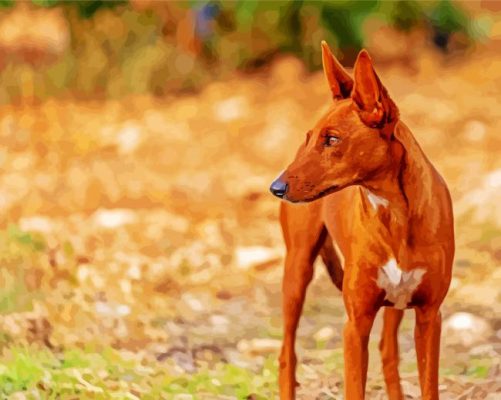 Podenco Dog Animal Paint By Numbers