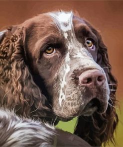 Springer Dog Paint By Numbers
