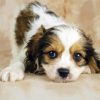 Cavachon Dog Paint By Numbers
